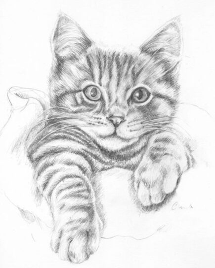 cat